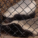 Honey Badger