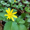 Lesser celandine