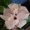 Hibisco algodón rosa