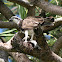 Eastern Osprey
