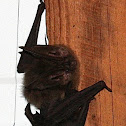 Townsend's Big-Eared Bat