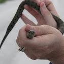 Mangrove Salt Marsh Snake