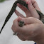 Mangrove Salt Marsh Snake