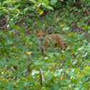 Red Fox
