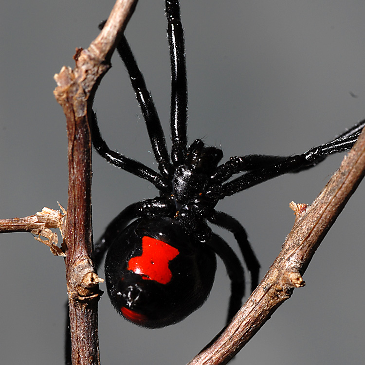 Black Widow