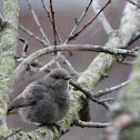 Black Redstart