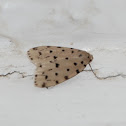 Moth
