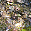 northern green frog