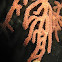 Violescent sea-whip, Gorgonia