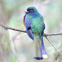 Trogon (collared?)