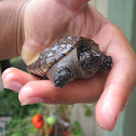 Common Snapping Turtle