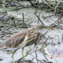 indian pond heron