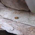 Honey Bee