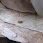 Honey Bee