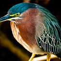 Green Heron