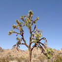 Joshua Tree