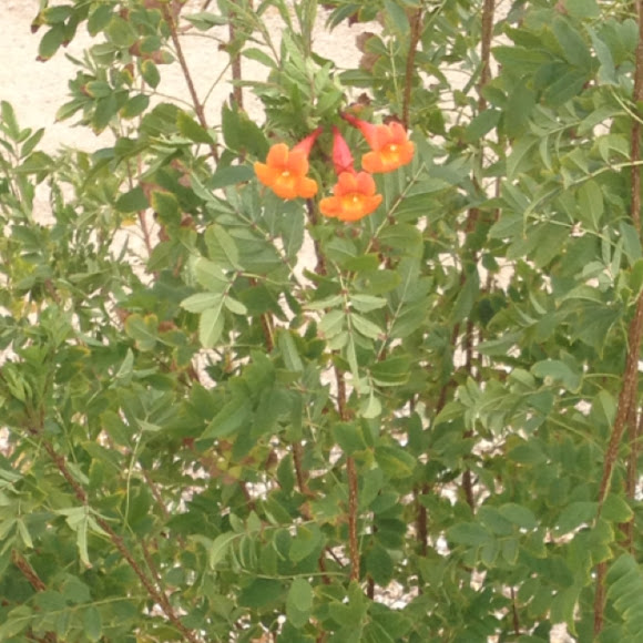 Spotting Image 1