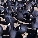 American Coot