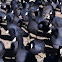 American Coot