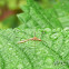 Cranefly