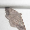 Faint-spotted Angle