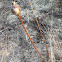 Goldenrod gall