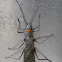 American Salmonfly