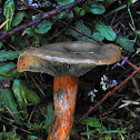 Saffron milkcap