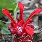 ground ginger flower