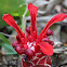 ground ginger flower