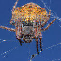 A very pregnant garden orb web spider.