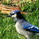 Chipmunk and Blue Jay