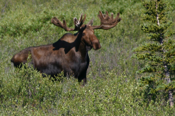 Spotting Image 1