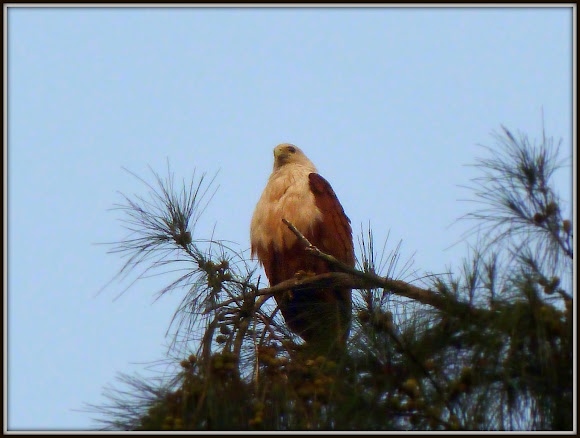 Spotting Image 1