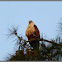Brahminy kite