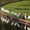 Egrets and a Cormorant