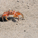 Painted Ghost Crab