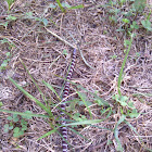 Eastern Milksnake