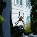 Garden Spider