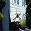 Garden Spider