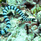 Banded Sea Krait