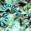 Banded Sea Krait