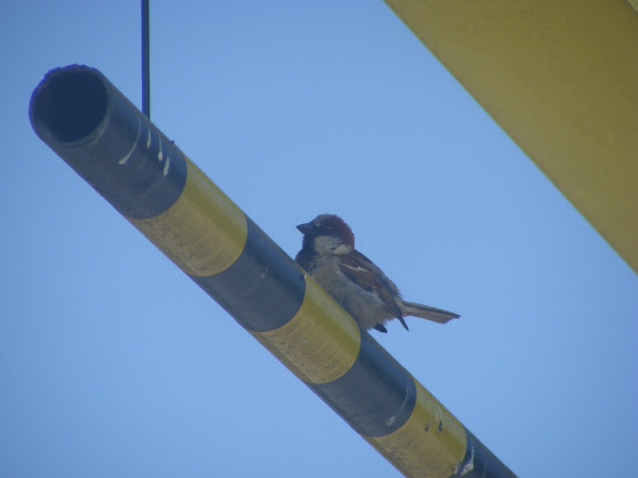 Spotting Image 1