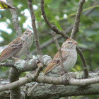 Chipping Sparrow