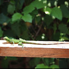 Green Iguana (juvenile)