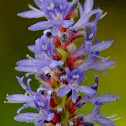 Pickerelweed