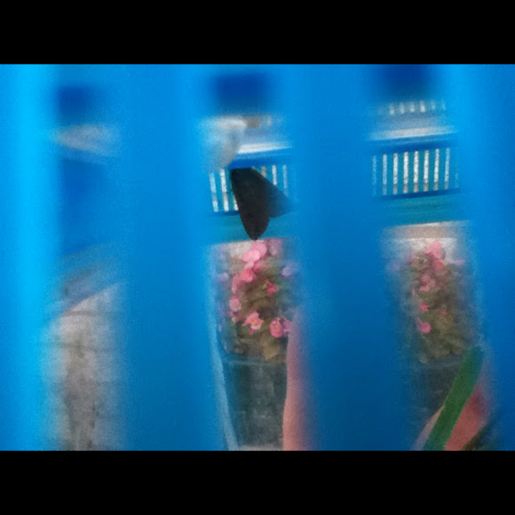 Spotting Image 1