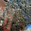 Flowering tree