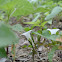 Field Bindweed