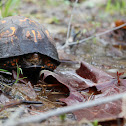 Eastern Box Turtle
